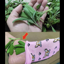 САМО един лист действа срещу възпаление, деменция, болка, артрит, остеоартрит, мигрена! Ето как да го използвате: