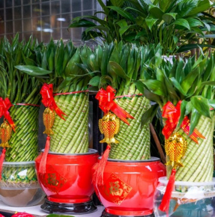 Непременно внесете тези три растения в дома си през Новата година: Те носят щастие, любов и просперитет.