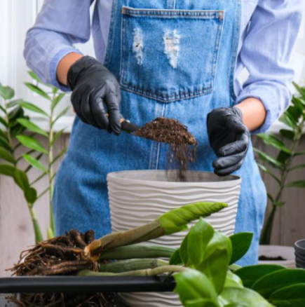 Растението, привличащо пари, развива 2 листа наведнъж, когато не правите грешки