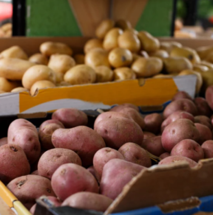 Появи се ужасяваща картина: Бягайте от тези картофи като дявола от тамян