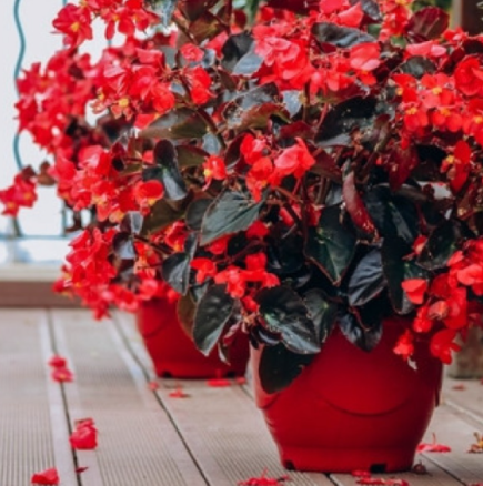 Тази нежна и луксозна красавица цъфти най-добре през зимата: Казват, че който има това цвете, ще има късмет в живота.