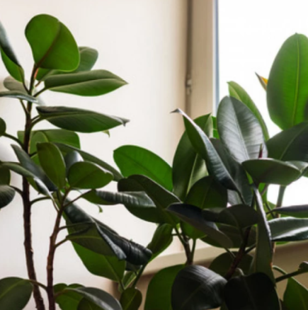 Фикусът ще расте до тавана: Просто го напръскайте с тази вода, той ще се разлиства луксозно и красиво