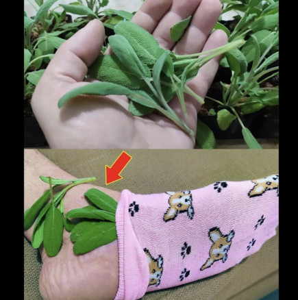 САМО един лист действа срещу възпаление, деменция, болка, артрит, остеоартрит, мигрена! Ето как да го използвате: