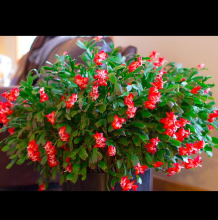 Всички забравяте най-важното: Изненадващата причина, поради която коледничето ви не цъфти (няма и да цъфне!)