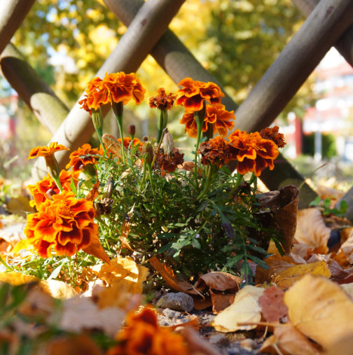 БЛИЗНАЦИ, думите ви имат тежест. СКОРПИОН, добри възможности за паричен поток - Дневен хороскоп за 6 декември