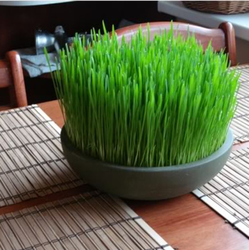 Носи щастие и благоденствие в дома през цялата година: Ето най-подходящия ден за засаждане на коледна пшеница