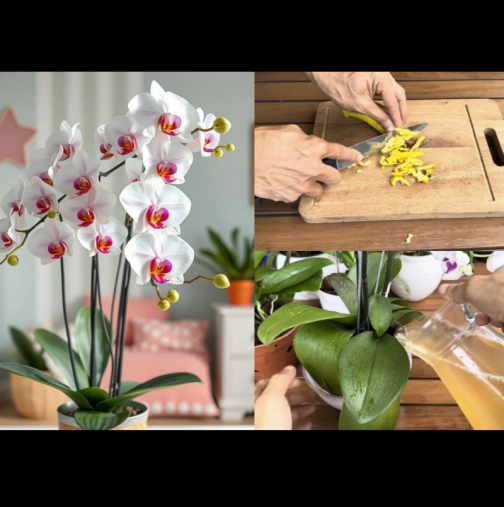 Торя ТАКА орхидеята веднъж седмично и пуска цвят след цвят! Няма лете, няма зиме, скъсва се от цъфтеж