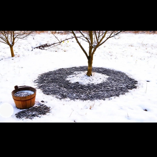 Не забравяйте да разпръсквате ДЪРВЕСНА ПЕПЕЛ в овощната градина през зимата: Ето защо!