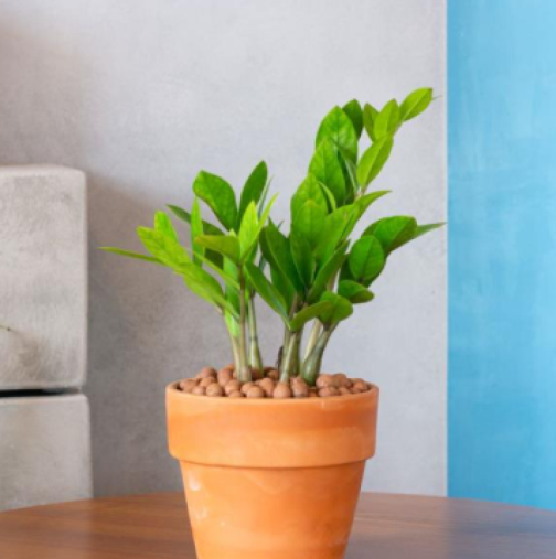 Къде да сложим замия, за да привлечем пари? Расте като луда на едно място и зове за любов в тази стая