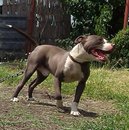 Домашно куче нахапа 5-годишно дете, което е транспортирано в болница