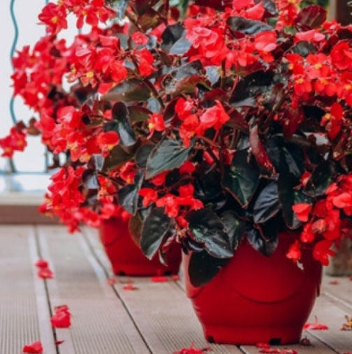 Тази нежна и луксозна красавица цъфти най-добре през зимата: Казват, че който има това цвете, ще има късмет в живота.