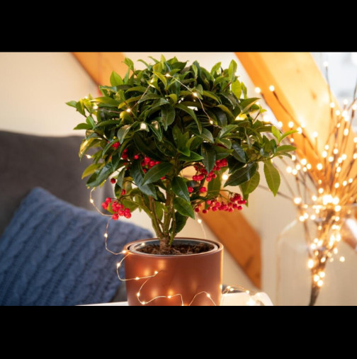 Колкото повече плодове - толкова по-щастлива ще бъде 2026! Това цвете е най-красивата коледна украса и е лесно за отглеждане
