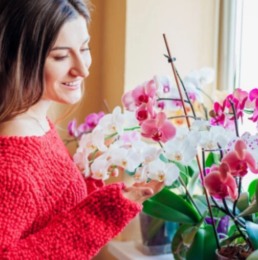 Открих как да накарам орхидеите си да цъфтят постоянно: Те просто процъфтяват от подхранването, което си приготвям сама