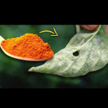 7 необичайни начина да използвате КУРКУМА в цветните си лехи и градината: Градинари, помнете това през цялата година!