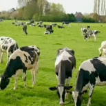 Откъде идва цялото това мляко и масло в магазините, а не виждаме никакви крави