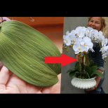 Вече изобщо не я поливам с вода: Опитах този странен трик на моята окаяна орхидея и след две години тя цъфна ето така!
