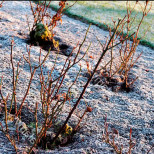 Розите ще бъдат ЗДРАВИ И СИЛНИ през пролетта, ако изпълните ЕДНА ПРОСТА ЗАДАЧА до края на февруари!