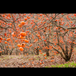 Плодът, пълен с витамини, който защитава сърцето и намалява киселинността на кръвта