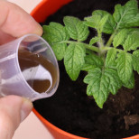 Вълшебно хапче за разсад: върнете към живот дори умиращ разсад