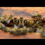 Пчелите в Америка са започнали да произвеждат СОЛЕН МЕД, а причината е невероятна: