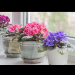 Какво трябва да направите с теменужките през февруари, за да цъфтят непрекъснато? С тези съвети листата няма да се виждат от цвят!