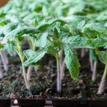 Едно руло фолио за 5 лева прави разсада два пъти по-здрав и дебел – тествах го върху доматите си