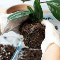 Сега е подходящи момент да подготвите старата почва за цветя: Направете това и добавите в саксиите, цветята ще растат сякаш от вода