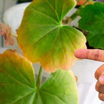 Ето защо листата на мушкатото пожълтяват и какво да направите, за да избегнете загубата на цветето