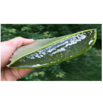 Как да изхвърлите 9-те килограма отпадъци, натрупани в дебелото черво, и да го оставите напълно празно: