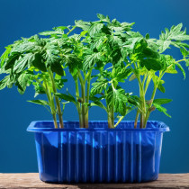 ТРИ евтини трика от съветски агрономи, които правят разсада два пъти по-силен (и в аграрните магазини няма да ви кажат)