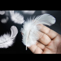 Какво означава, когато намерите бяло перо: Смята се, че носи 8 ВАЖНИ послания