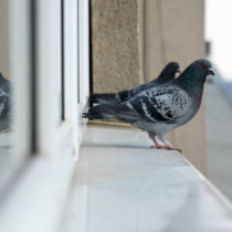 Какво означава, когато птиците постоянно кацат на прозореца или балкона ви? Експертите по фън шуй казват, че това не е случайно