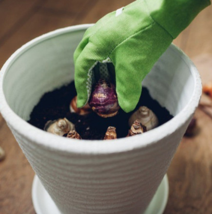 Засажда се вече през януари и февруари, няма какво да се чака: тези цветя цъфтят през зимата, студеното време изобщо не ги притеснява