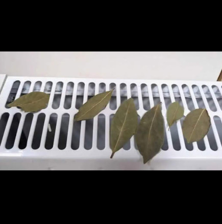 Баба ми слага дафинов лист на радиатора в спалнята: Това ще премахне сериозен ПРОБЛЕМ във вашия дом!