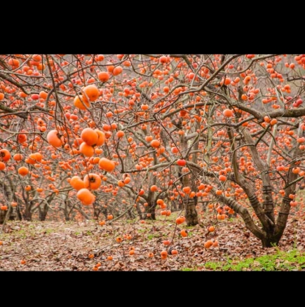 Плодът, пълен с витамини, който защитава сърцето и намалява киселинността на кръвта