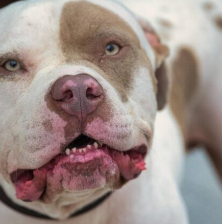 70-годишна жена ухапа питбул по врата