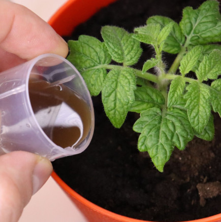 Вълшебно хапче за разсад: върнете към живот дори умиращ разсад