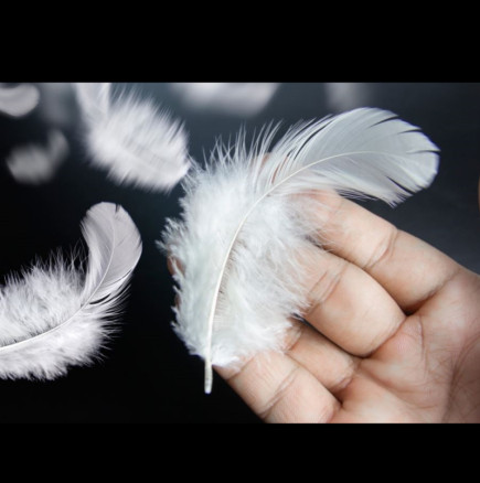 Какво означава, когато намерите бяло перо: Смята се, че носи 8 ВАЖНИ послания