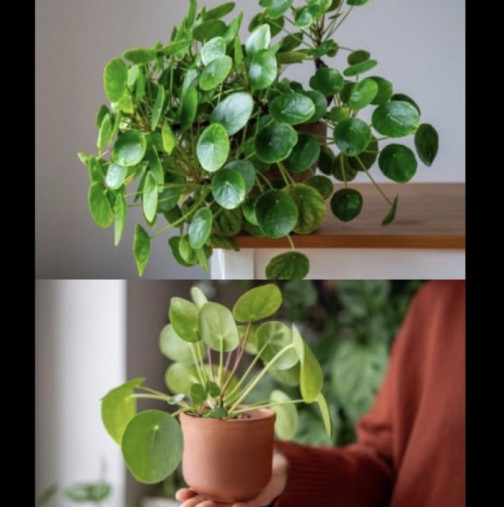 Растението, което носи пари, се размножава самичко: Полива се веднъж седмично, а градинарите го обожават!