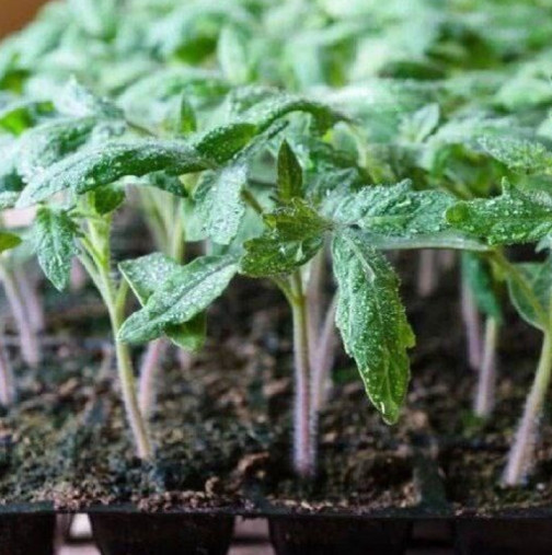 Едно руло фолио за 5 лева прави разсада два пъти по-здрав и дебел – тествах го върху доматите си