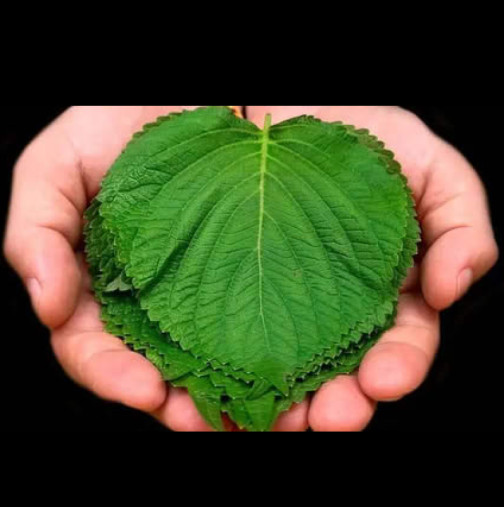 150 пъти по-силен от лимон и чесън! Този ЛИСТ е убиец на бактерии, убиец на мухъл и СПИРА кашлицата. Расте напълно безплатно навсякъде!
