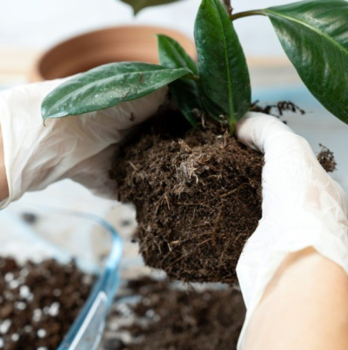 Сега е подходящи момент да подготвите старата почва за цветя: Направете това и добавите в саксиите, цветята ще растат сякаш от вода