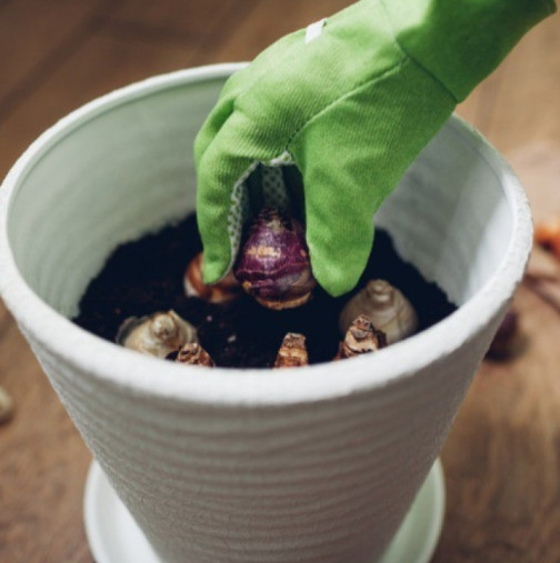 Засажда се вече през януари и февруари, няма какво да се чака: тези цветя цъфтят през зимата, студеното време изобщо не ги притеснява