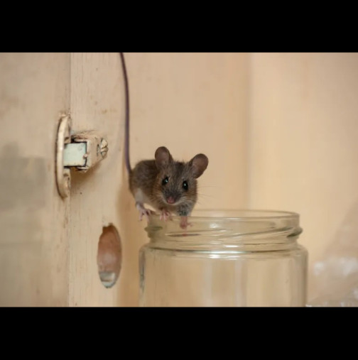 Забравете капаните и отровата! БЕЗОБИДЕН метод ще прогони и последната мишка от дома ви - няма да видите и мустак даже!