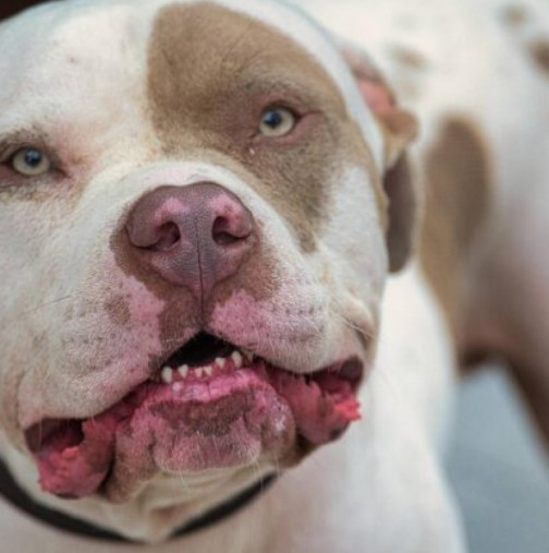 70-годишна жена ухапа питбул по врата