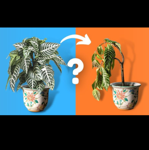 Черно злато за стайни растения: Едно торене и растат не с дни, а с часове! Прави се от това, което всички изхвърляме: