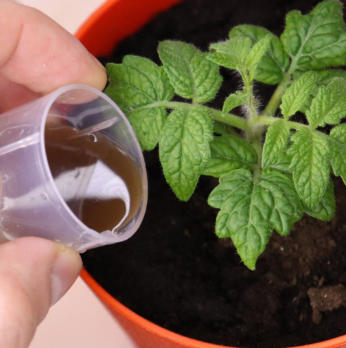 Вълшебно хапче за разсад: върнете към живот дори умиращ разсад