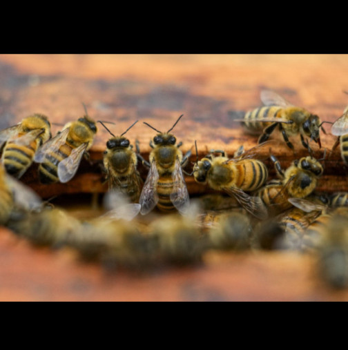 Пчелите в Америка са започнали да произвеждат СОЛЕН МЕД, а причината е невероятна: