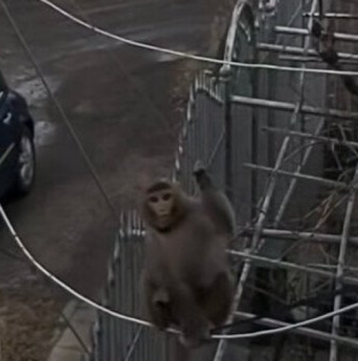 Маймунака с памперс обикаля софийските квартали-Видео