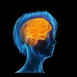 Менопаузата причинява промени в мозъка, подобни на тези при болестта на Алцхаймер: Защо жените по-трудно запомнят и мислят по-бавно